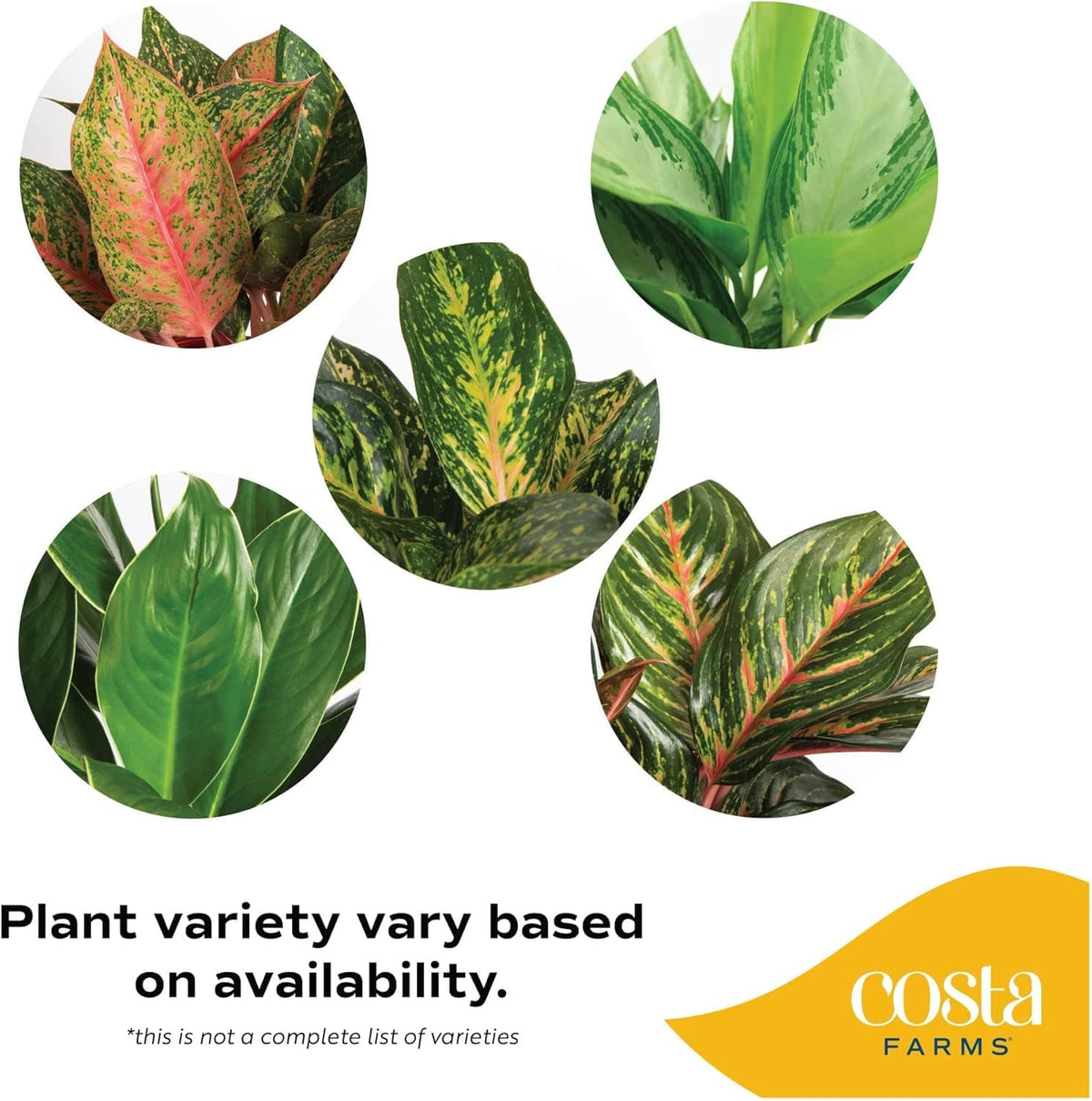 Costa Farms Aglaonema ready-to-display in grower's pot, ideal for instant decorating.