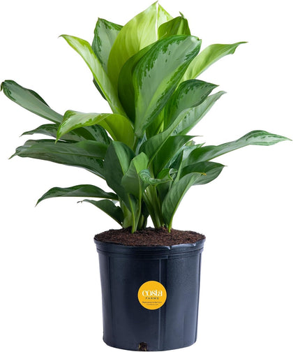Costa Farms Aglaonema indoor plant overview, tall and elegant for living spaces.