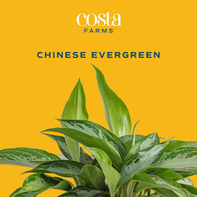 Costa Farms Aglaonema leaf detail, silvery-green edges enhancing shelves and desks.