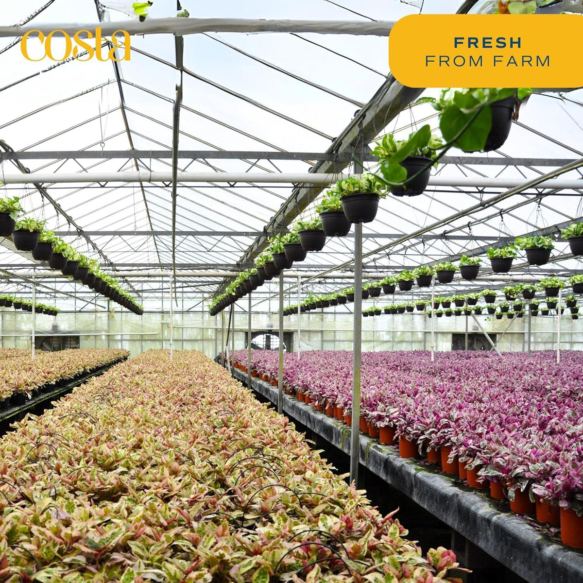 Costa Farms Aglaonema tabletop-sized plant, perfect for desk corners.