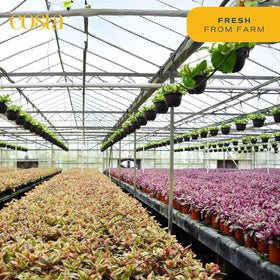Costa Farms Aglaonema tabletop-sized plant, perfect for desk corners.