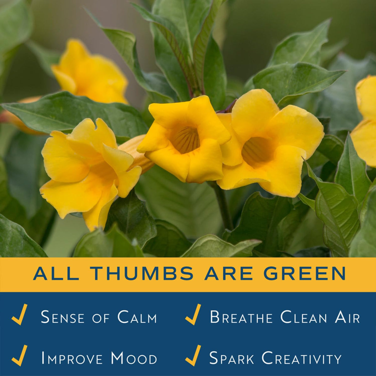 Costa Farms Allamanda climbing vine on trellis shows vibrant growth