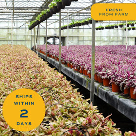 Costa Farms Allamanda arrives healthy and ready to grow