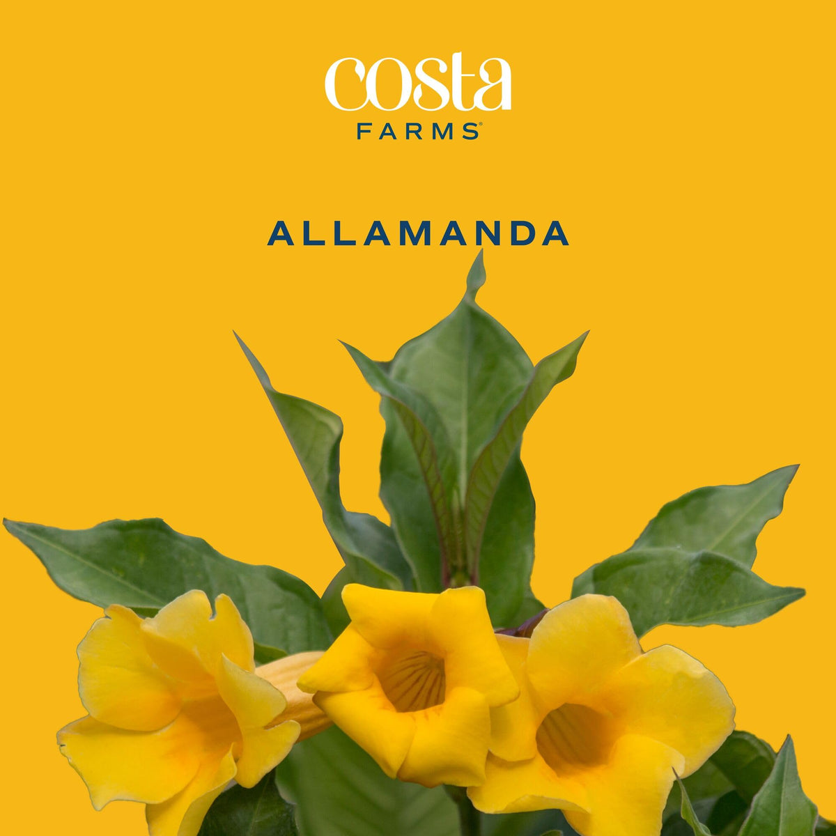 Costa Farms Allamanda lush green foliage forms a privacy screen