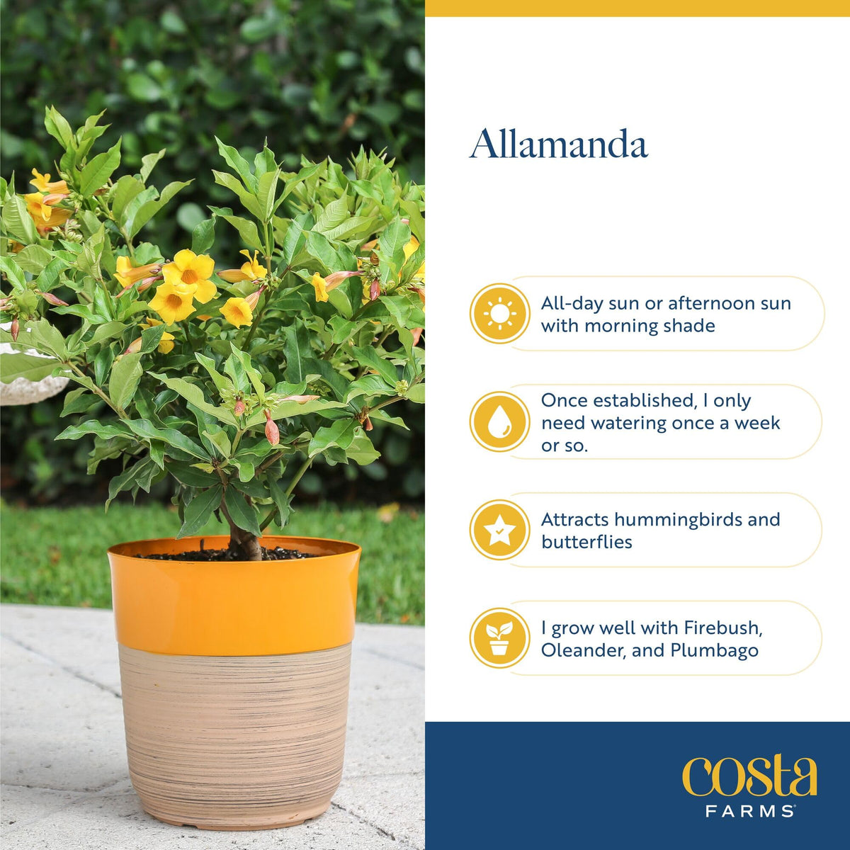 Costa Farms Allamanda thrives in full sun and heat