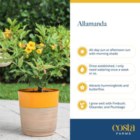 Costa Farms Allamanda thrives in full sun and heat