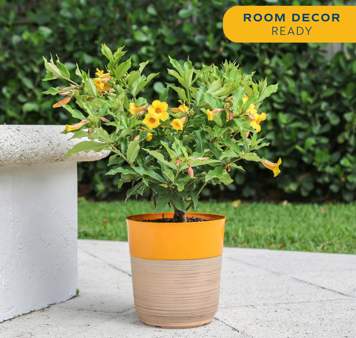 Costa Farms Allamanda in a large pot for patios