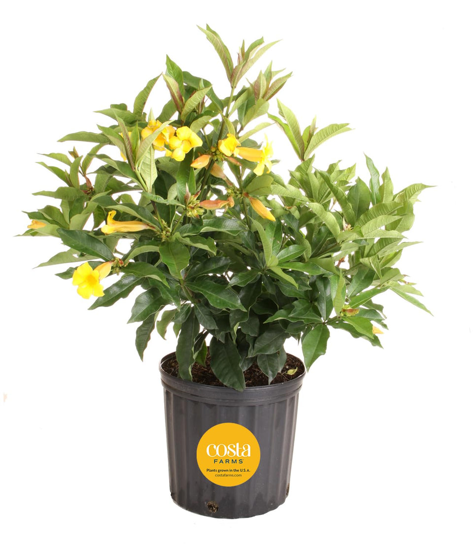 Costa Farms Allamanda yellow trumpet blooms brighten sunny patios