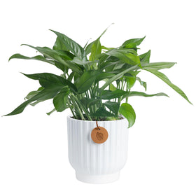 Costa Farms Baltic Blue Pothos in decorative pot enhances stylish home decor.