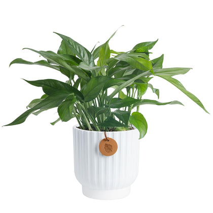 Costa Farms Baltic Blue Pothos in decorative pot enhances stylish home decor.