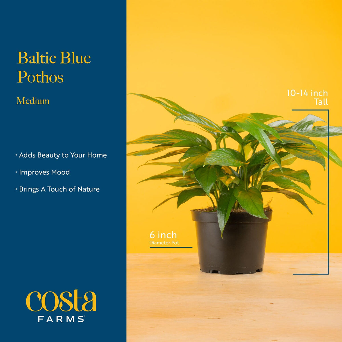 Costa Farms Baltic Blue Pothos in office desk display supports a calm, inviting workspace.