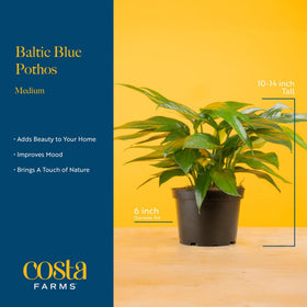 Costa Farms Baltic Blue Pothos in office desk display supports a calm, inviting workspace.