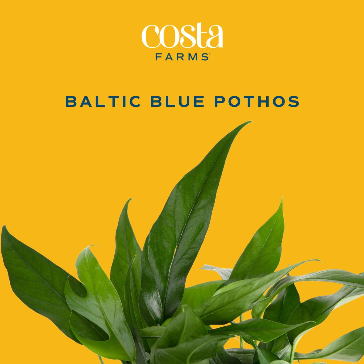 Costa Farms Baltic Blue Pothos trailing vines brighten a bookcase or desk, bringing life.