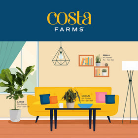Costa Farms bright indirect-light setup enhances small-space decor
