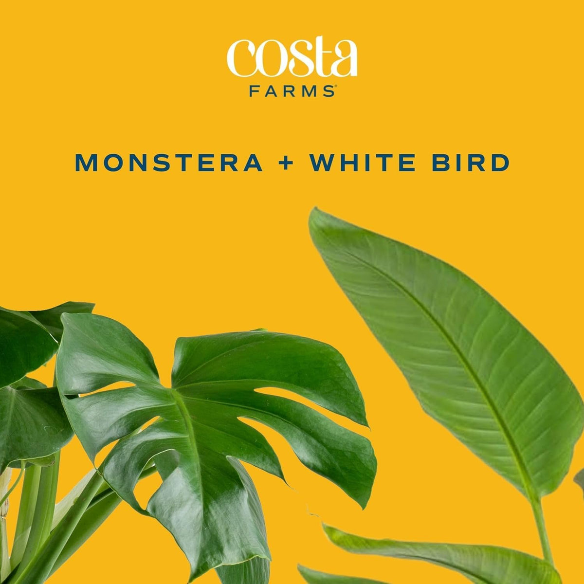 Costa Farms bundle displayed on a stylish entryway shelf