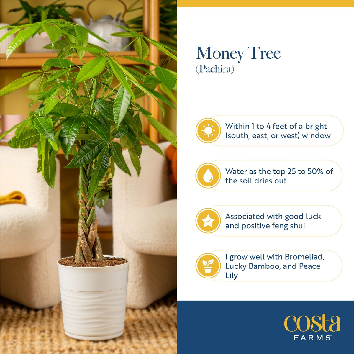 Costa Farms care instructions included for easy setup and care