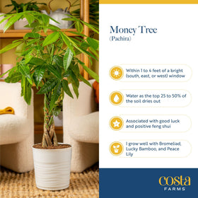 Costa Farms care instructions included for easy setup and care