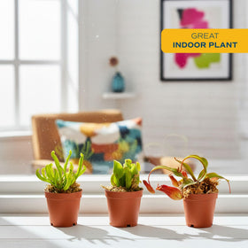 Costa Farms Sarracenia pitcher plant tall tubular traps add vertical interest indoors.