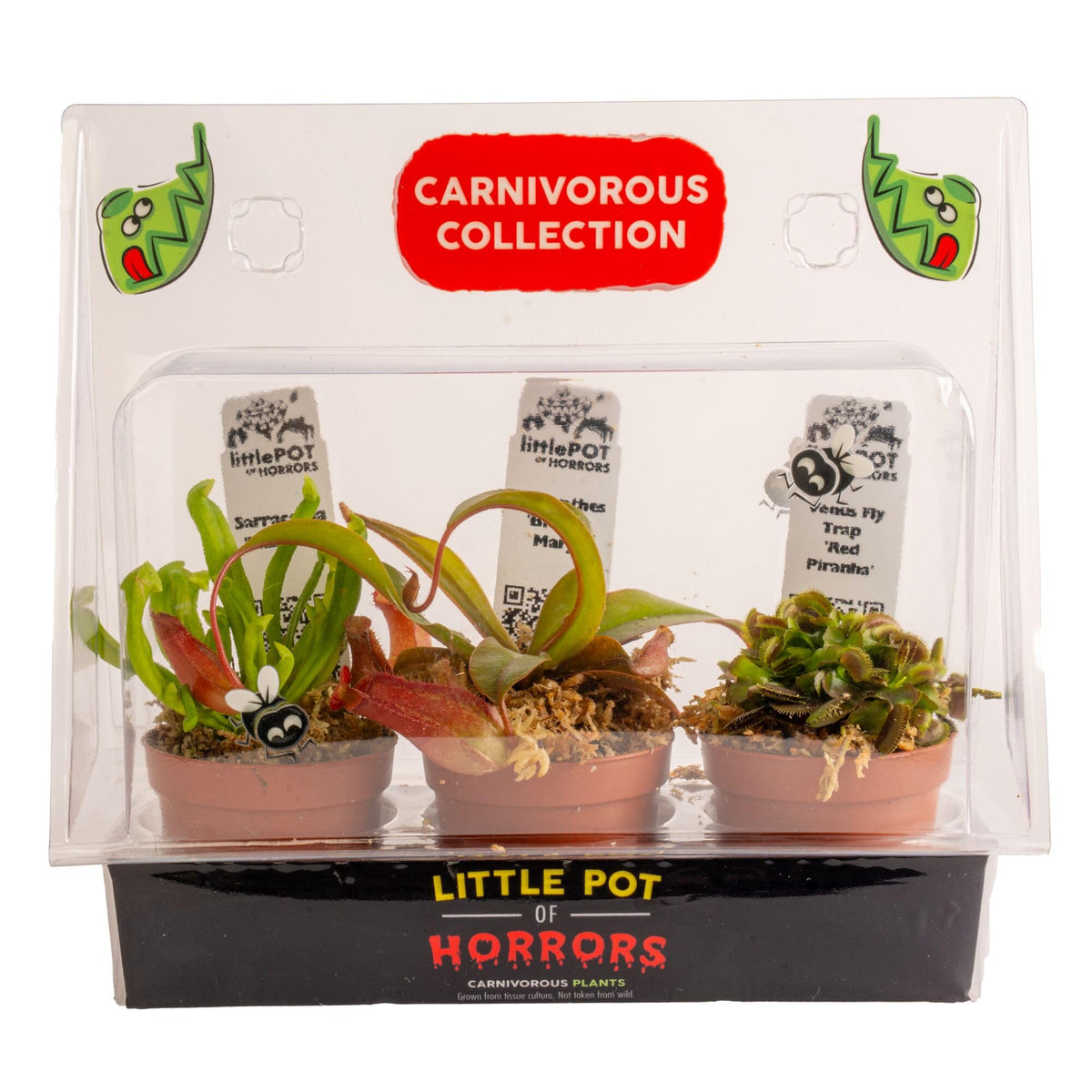 Costa Farms Venus flytrap close-up shows snapping traps for a dramatic indoor focal point.