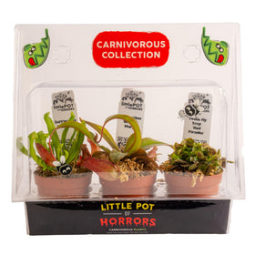 Costa Farms Venus flytrap close-up shows snapping traps for a dramatic indoor focal point.