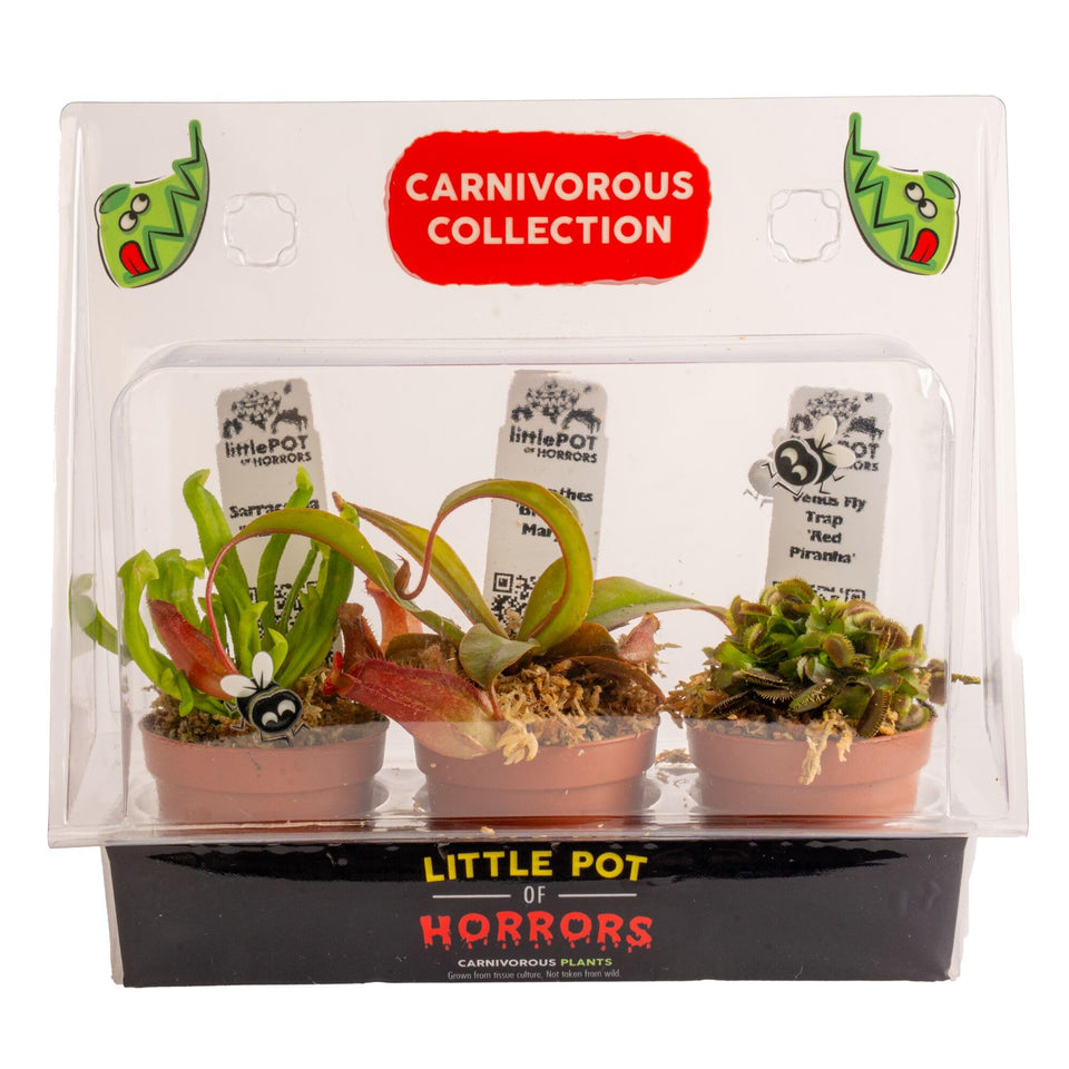 Costa Farms Venus flytrap close-up shows snapping traps for a dramatic indoor focal point.