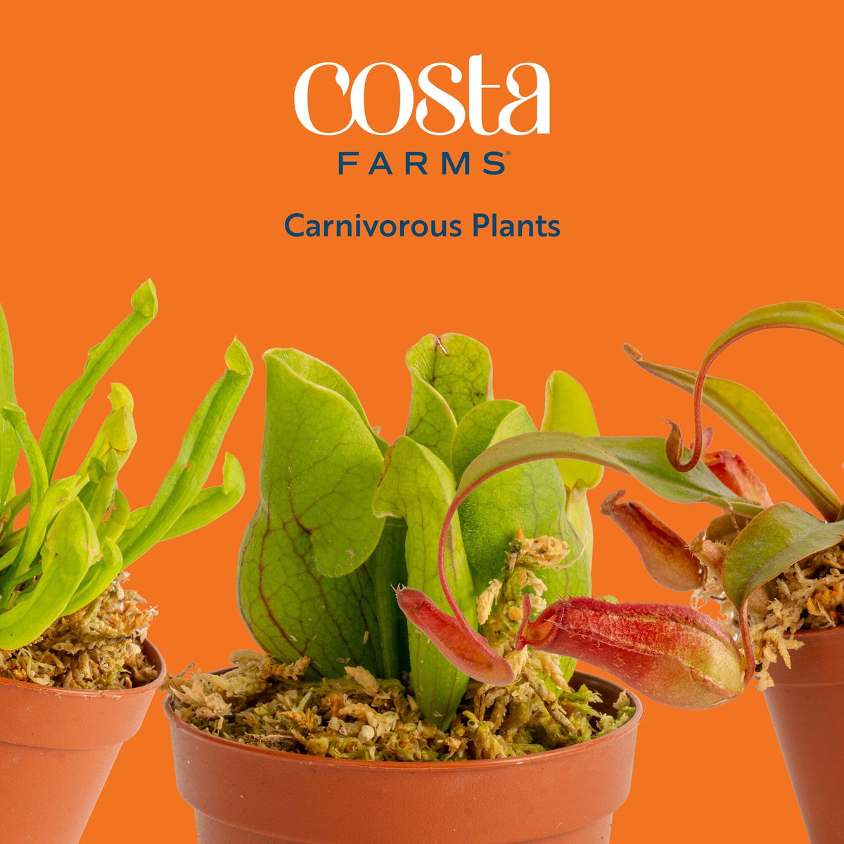 Costa Farms Venus flytrap traps in action add educational drama to your desk.