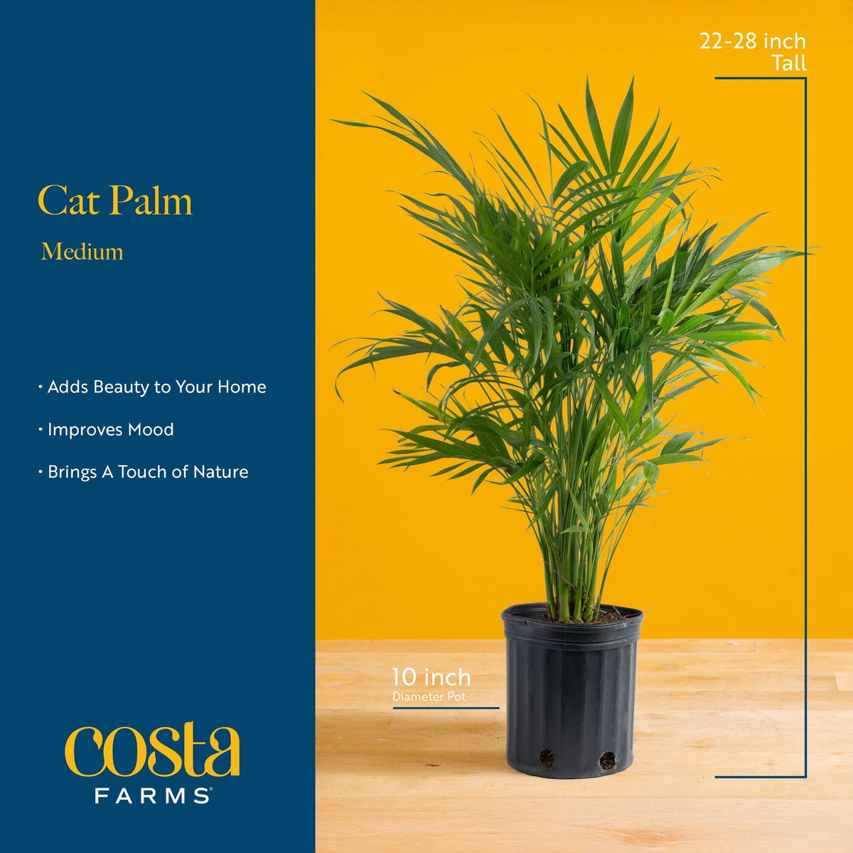 Costa Farms Cat Palm tall display stands about 32 inches tall