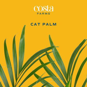 Costa Farms Cat Palm in bright indirect light boosts room ambiance