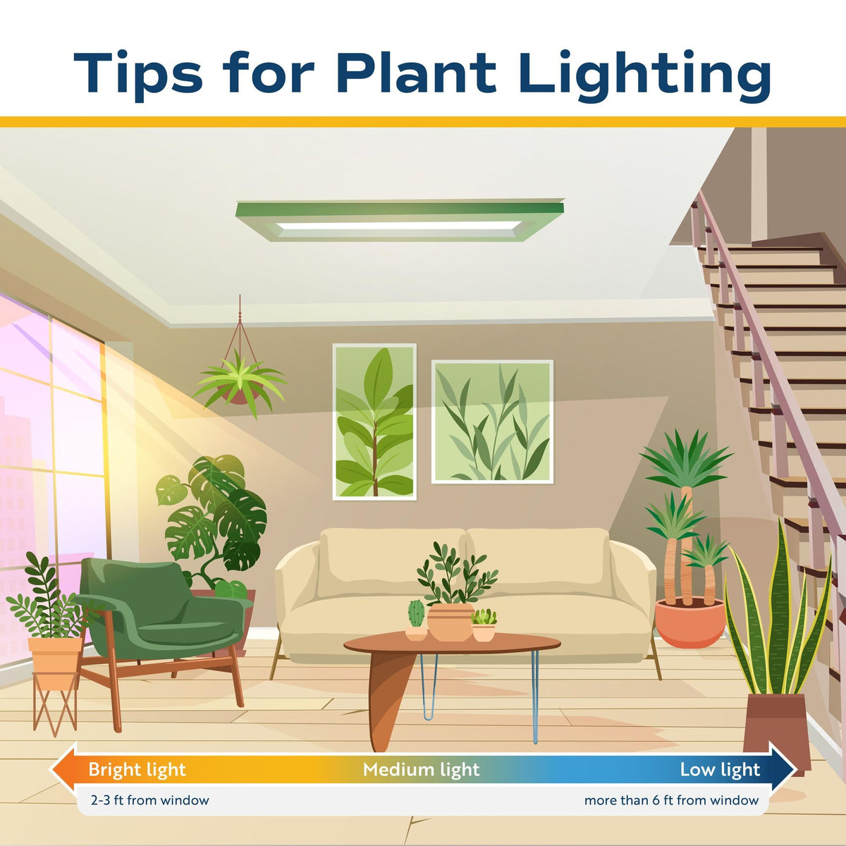 Costa Farms Cat Palm care tip weekly watering and proper drainage