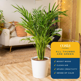 Costa Farms Cat Palm in a 10 inch pot fits shelves and corners