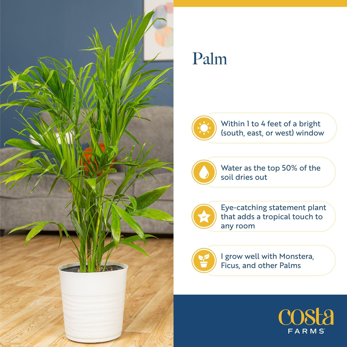 Costa Farms Cat Palm arrives fresh from the farm in secure packaging