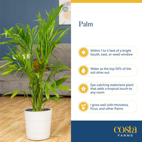 Costa Farms Cat Palm arrives fresh from the farm in secure packaging