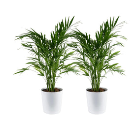 Costa Farms Cat Palm twin plants in a decorative pot brighten entryways