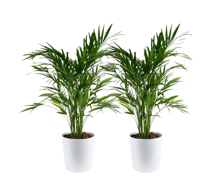 Costa Farms Cat Palm twin plants in a decorative pot brighten entryways