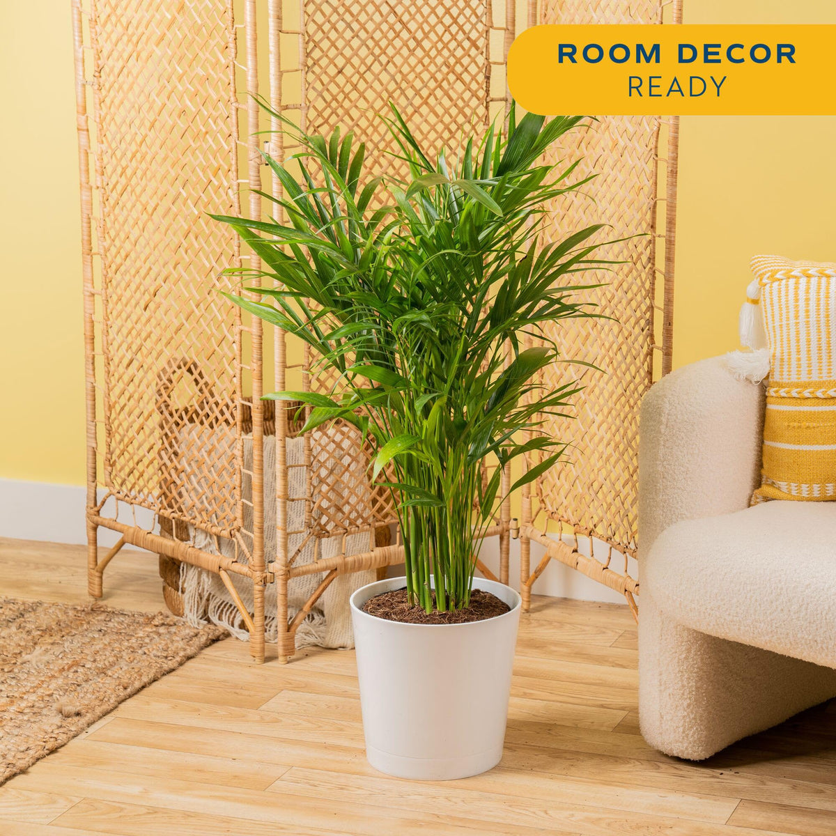 Costa Farms Cat Palm lush green fronds create a tropical feel in living spaces