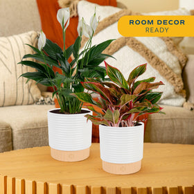 Costa Farms Chinese Evergreen in decor planter adds color and resilience for beginners