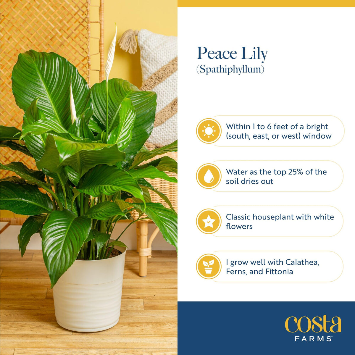 Costa Farms Chinese Evergreen red-edged leaves for bold foliage accents