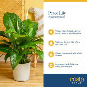 Costa Farms Chinese Evergreen red-edged leaves for bold foliage accents