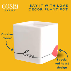 Costa Farms desk succulent with architectural form adds greenery to small spaces.