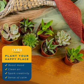 Costa Farms desk-succulent decor, fresh greens spark productivity.