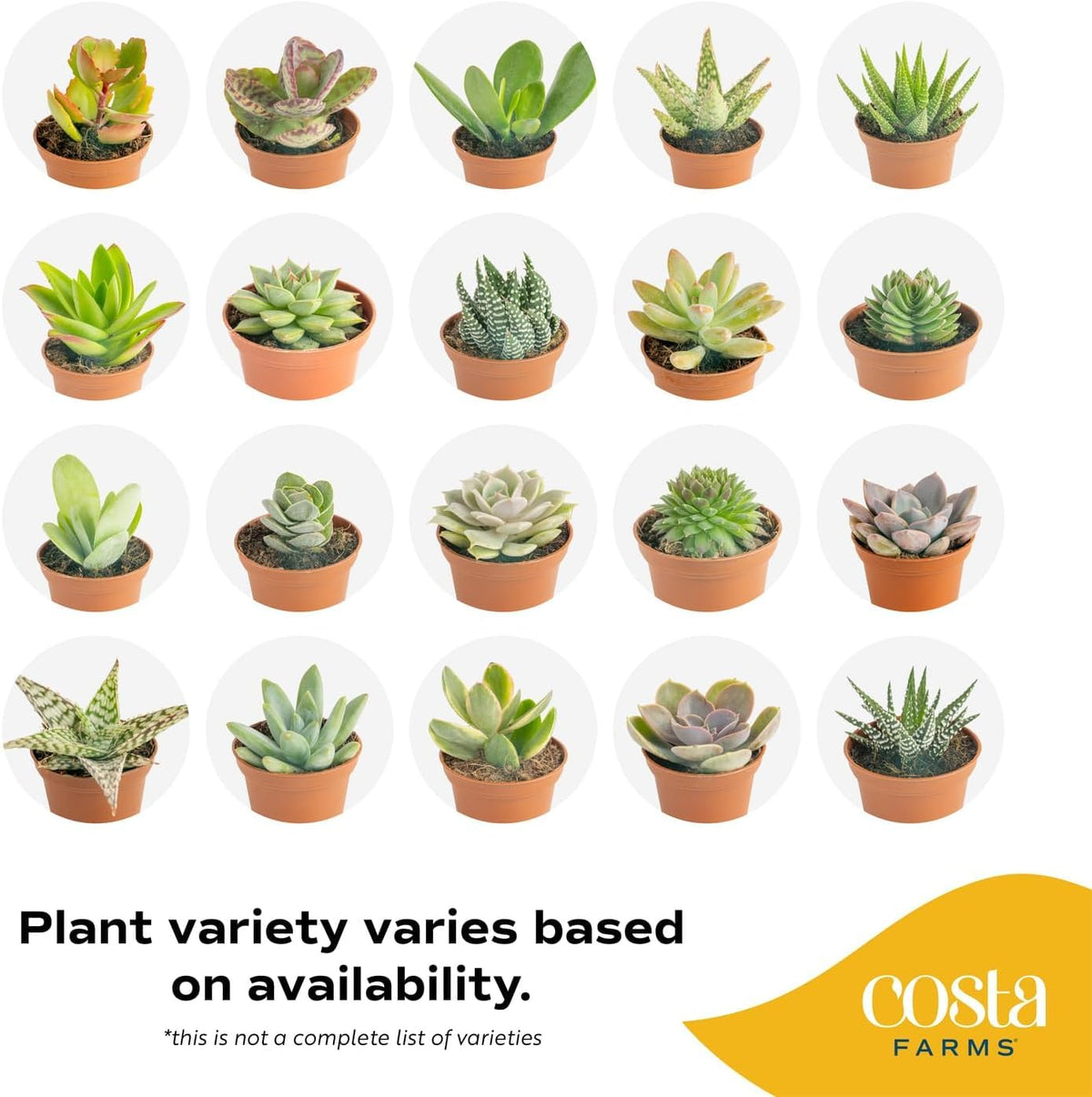 Costa Farms echeveria mini succulent, rosette charm on shelves.