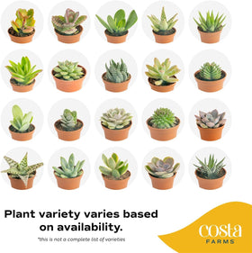 Costa Farms echeveria mini succulent, rosette charm on shelves.