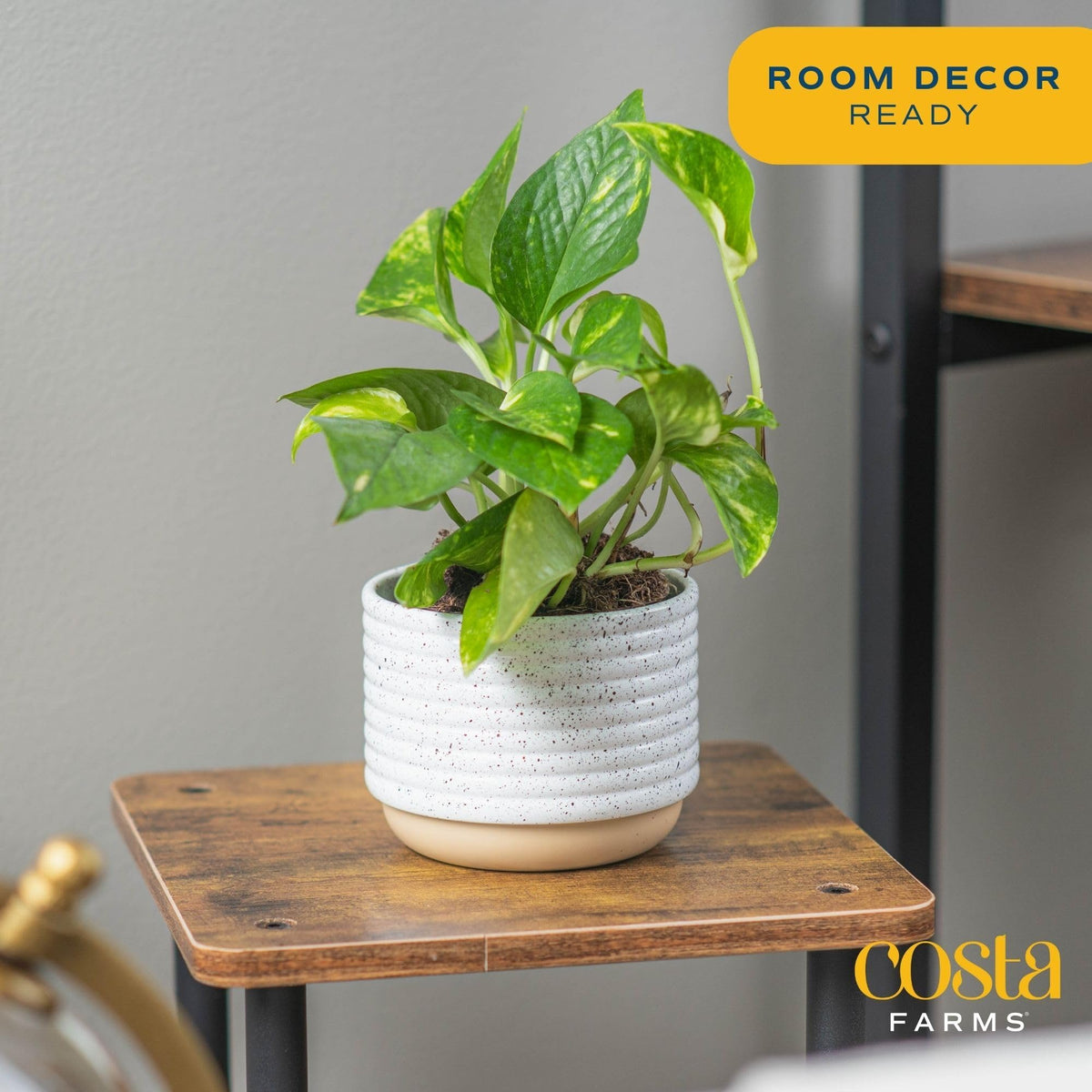 Costa Farms Exotic Angel Pothos displayed in a hanging basket for easy decor.