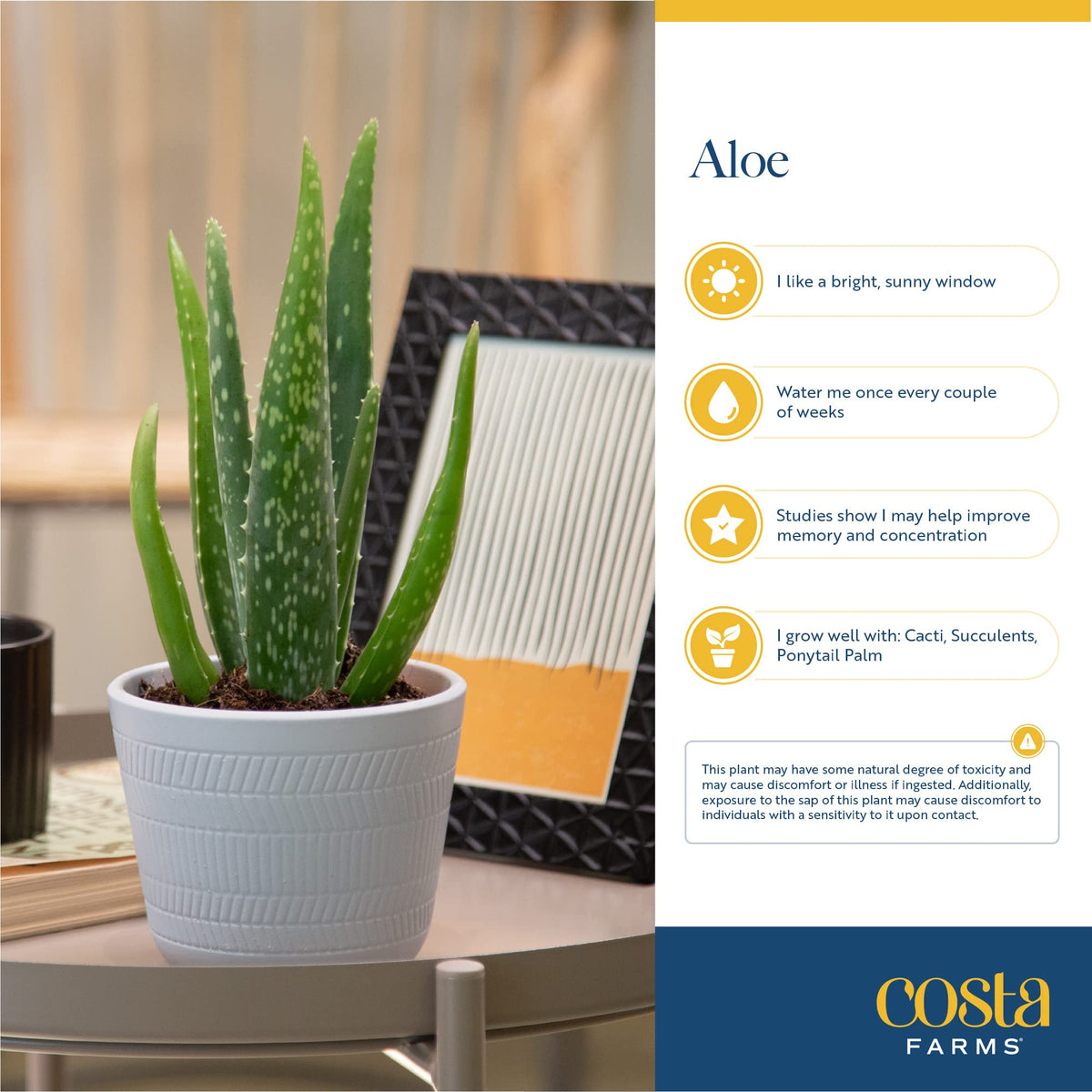Costa Farms gift-ready packaging featuring a live plant for birthdays or housewarmings.