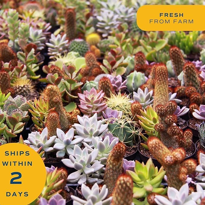 Costa Farms gift-ready-succulent pack, perfect for housewarmings.