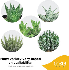 Haworthia desk setup adds calm, low-maintenance greenery to workspace.