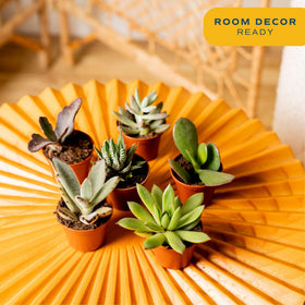 Costa Farms haworthia mini succulent, vibrant texture for desks.