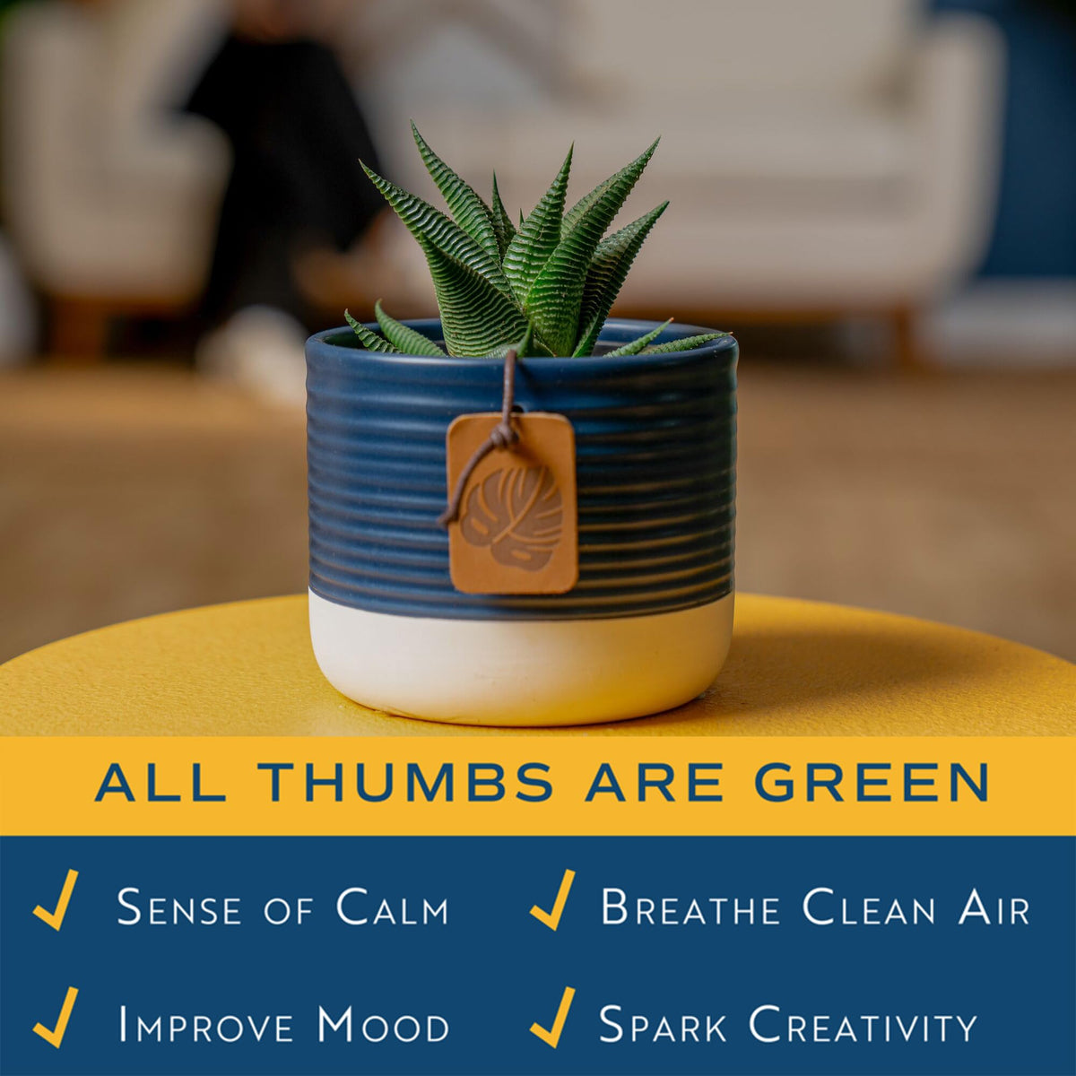 Office decor featuring Haworthia and river rock accent for modern style.