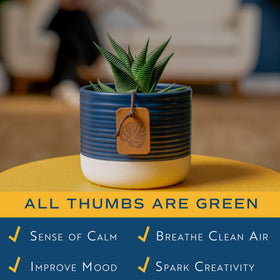 Office decor featuring Haworthia and river rock accent for modern style.