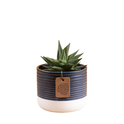 Costa Farms Haworthia in decorative pot with zebra-like striped leaves.
